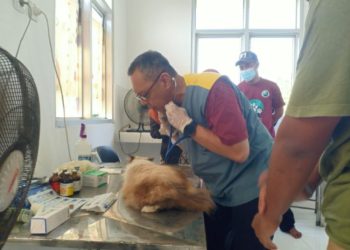 DPP Kendal Sediakan 70 Vaksin Antisipasi Penyebaran Rabies