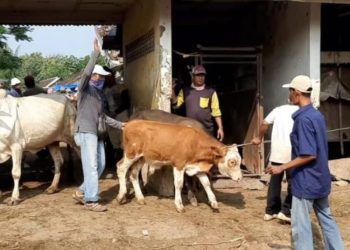 Pembangunan Pasar Hewan Pamotan Ditunda Tahun Depan, Ini Alasannya