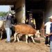 Pembangunan Pasar Hewan Pamotan Ditunda Tahun Depan, Ini Alasannya 8 Pembangunan Pasar Hewan Pamotan Ditunda Tahun Depan, Ini Alasannya