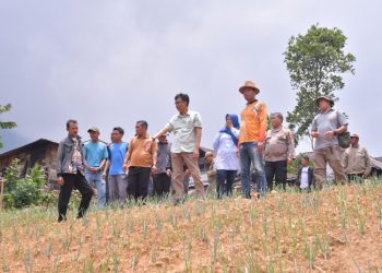 Harga Sayur Anjlok Menjadi Rp 400, Ini Langkah Pemkab Pekalongan