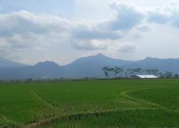 Beralih ke Sistem Pertanian Organik, Poktan Candirejo Semarang Panen 10 Ton Padi Sehat Per Hektar