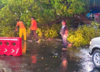 Hujan Disertai Angin Sebabkan Banyak Pohon Tumbang di Blora, Lalu Lintas Sempat Lumpuh