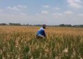 Dukung Petani Sebagai Soko Guru Bangsa, DPRD Pati Minta Pemkab Perhatikan Irigasi 18 Dukung Petani Sebagai Soko Guru Bangsa, DPRD Pati Minta Pemkab Perhatikan Irigasi