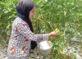 Harga Turun, Dispertanikap Kabupaten Semarang Dorong Petani Beralih ke Pertanian Organik 19 Harga Turun, Dispertanikap Kabupaten Semarang Dorong Petani Beralih ke Pertanian Organik