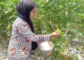 Harga Turun, Dispertanikap Kabupaten Semarang Dorong Petani Beralih ke Pertanian Organik