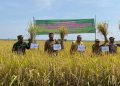 Peringkat Kelima Produksi Padi Se-Jateng, 25 Hektar Lahan di Blora Ditanami Padi Organik 18 Peringkat Kelima Produksi Padi Se-Jateng, 25 Hektar Lahan di Blora Ditanami Padi Organik