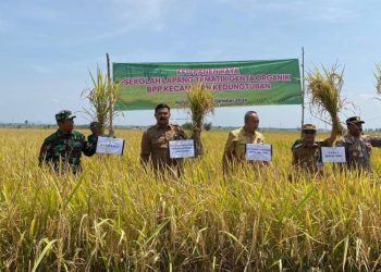 Peringkat Kelima Produksi Padi Se-Jateng, 25 Hektar Lahan di Blora Ditanami Padi Organik