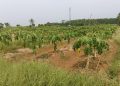 Terancam Gagal Panen, Petani Pepaya di Pekalongan Tuntut Pemdes Perbaiki Saluran Irigasi 17 Terancam Gagal Panen, Petani Pepaya di Pekalongan Tuntut Pemdes Perbaiki Saluran Irigasi