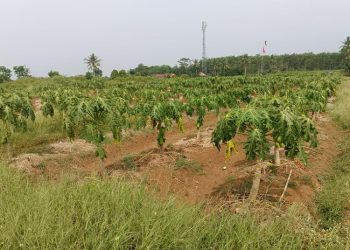 Terancam Gagal Panen, Petani Pepaya di Pekalongan Tuntut Pemdes Perbaiki Saluran Irigasi 1 Terancam Gagal Panen, Petani Pepaya di Pekalongan Tuntut Pemdes Perbaiki Saluran Irigasi