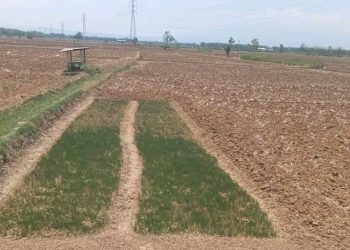 Petani Rugi Akibat Hujan Belum Turun, DPRD Pati Minta Pahami Musim Pancaroba