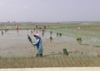 Ketersediaan Pangan Nasional Belum Capai Target, Pemkab Grobogan Percepat MT-1