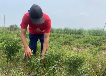 Harga Lombok Turun Hingga Rp 6 Ribu, Petani di Kudus Rugi Puluhan Juta