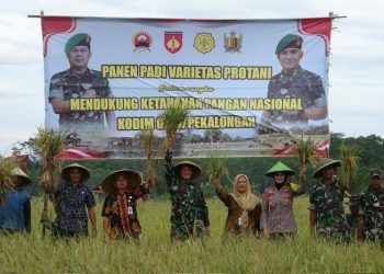 Kembali Panen Padi Protani, Kodim Pekalongan Sebut Gizinya dapat Bantu Anak Stunting