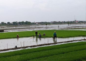 Harga Gabah Anjlok, Petani Kudus Terancam Rugi Saat Panen Raya