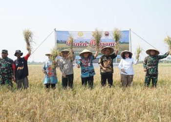 8 Tahun Terdampak Rob, Lahan 1,2 Hektar di Pekalongan Sukses Panen Padi Perdana