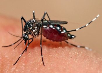 4 Anak di Pati Meninggal Akibat DBD, Dinkes Imbau Warga Lakukan PSN Seminggu Sekali