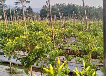 Harga Cabai Meroket, Petani di Pekalongan Ucap Alhamdulillah