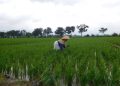 PAD Tertinggi di Undaan Kudus Disokong Hasil Pertanian 16 PAD Tertinggi di Undaan Kudus Disokong Hasil Pertanian