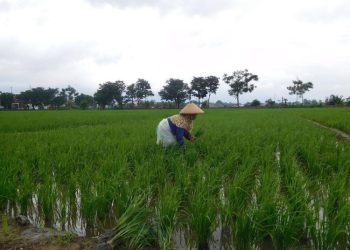 PAD Tertinggi di Undaan Kudus Disokong Hasil Pertanian
