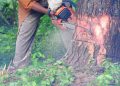 Laporkan Warga Atas Dugaan Ilegal Logging, Ini Tanggapan Pihak Perhutani Blora 15 Laporkan Warga Atas Dugaan Ilegal Logging, Ini Tanggapan Pihak Perhutani Blora