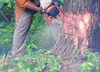 Laporkan Warga Atas Dugaan Ilegal Logging, Ini Tanggapan Pihak Perhutani Blora