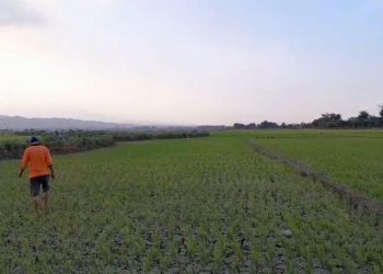 Penggunaan Pupuk Organik Dinilai Minim, Dispertan Pati Ungkap Alasannya 4 Penggunaan Pupuk Organik Dinilai Minim, Dispertan Pati Ungkap Alasannya