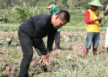 Petani Bawang Merah di Pati Masih Bergantung Bibit dari Luar Kota, Ini Kata Dispertan