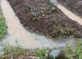 Curah Hujan Tinggi, Petani Pekalongan Hadapi Sejumlah Masalah Besar 16 Curah Hujan Tinggi, Petani Pekalongan Hadapi Sejumlah Masalah Besar