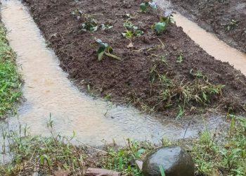 Curah Hujan Tinggi, Petani Pekalongan Hadapi Sejumlah Masalah Besar 3 Curah Hujan Tinggi, Petani Pekalongan Hadapi Sejumlah Masalah Besar