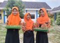 Bentuk Karakter Siswa, SMP Negeri 2 Sulang Rembang Adakan P5 dengan Tanam Microgreens