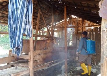 Diduga Kena PMK, 10 Sapi di Sumberagung Grobogan Mati