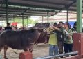 Jadi Ancaman Serius Peternak Kudus, PMK Jangkit 48 Hewan Ternak 19 Jadi Ancaman Serius Peternak Kudus, PMK Jangkit 48 Hewan Ternak