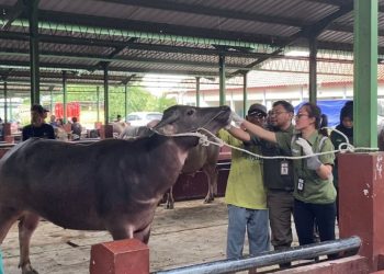 Jadi Ancaman Serius Peternak Kudus, PMK Jangkit 48 Hewan Ternak