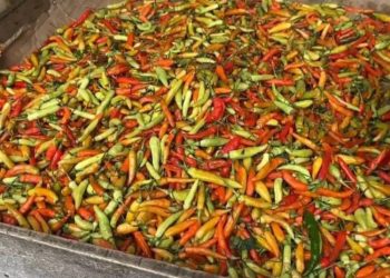 Alami Lonjakan Hingga 150 Persen, Ini Harga Cabai Terkini di Pekalongan