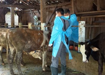 Cegah Wabah PMK, Seribu Ternak di Kendal Akan Terima Vaksinasi