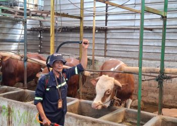 Dapat 6.500 Dosis, Kabupaten Semarang Akan Mulai Vaksinasi PMK pada Sapi Besok