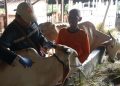 PMK di Pati Mulai Melandai, 352 Sapi Masih Proses Penyembuhan 19 PMK di Pati Mulai Melandai, 352 Sapi Masih Proses Penyembuhan