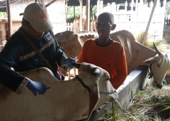 PMK di Pati Mulai Melandai, 352 Sapi Masih Proses Penyembuhan