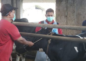 150 Sapi di Pekalongan Diberi Vaksin PMK Hari Ini, 300 Dosis Masih Diajukan
