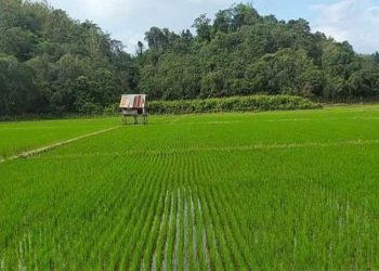 Produksi Padi di Jateng Ditarget Capai 11,8 Juta Ton, LTT Akan Ditingkatkan 3 Produksi Padi di Jateng Ditarget Capai 11,8 Juta Ton, LTT Akan Ditingkatkan