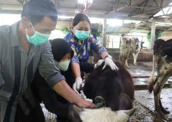 Salatiga Mulai Vaksinasi PMK pada 250 Sapi Hingga Akhir Januari