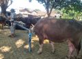800 Sapi Di Jepara Akan Divaksinasi PMK Mulai Besok, Ini Daerah Prioritasnya 19 800 Sapi Di Jepara  Akan Divaksinasi PMK Mulai Besok, Ini Daerah Prioritasnya