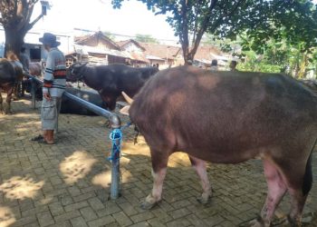800 Sapi Di Jepara  Akan Divaksinasi PMK Mulai Besok, Ini Daerah Prioritasnya