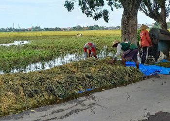 HPP Gabah Kering Naik Rp 500, Petani Kendal Harap Tidak Turun saat Panen Raya