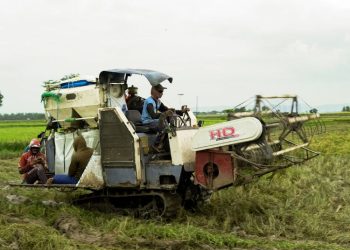 Sambut Panen dengan Bahagia, Gabah Petani di Pati Laku Puluhan Juta