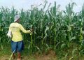 Dukung Swasembada Pangan, Pati Targetkan Produksi Jagung 5 Ribu Ton 18 Dukung Swasembada Pangan, Pati Targetkan Produksi Jagung 5 Ribu Ton