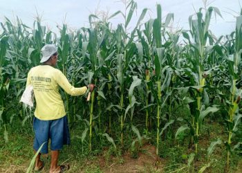 Dukung Swasembada Pangan, Pati Targetkan Produksi Jagung 5 Ribu Ton
