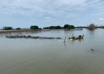 Rob Renggut Ratusan Hektar Tambak di Demak, Warga Nyaris Tak Punya Penghasilan