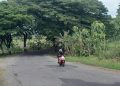 Jalan Cepu-Doplang di Blora Rusak, Betonisasi Tunggu Pelantikan Gubernur Jateng 18 Jalan Cepu-Doplang di Blora Rusak, Betonisasi Tunggu Pelantikan Gubernur Jateng