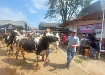 Sejak Awal Januari, 59 Sapi di Kabupaten Semarang Kena PMK